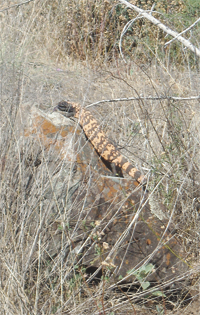 gila monster